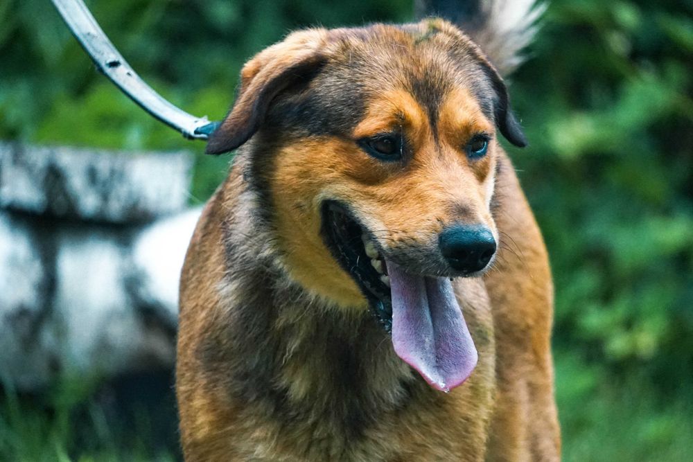 Impuls - młody, duży psiak prosi o dom