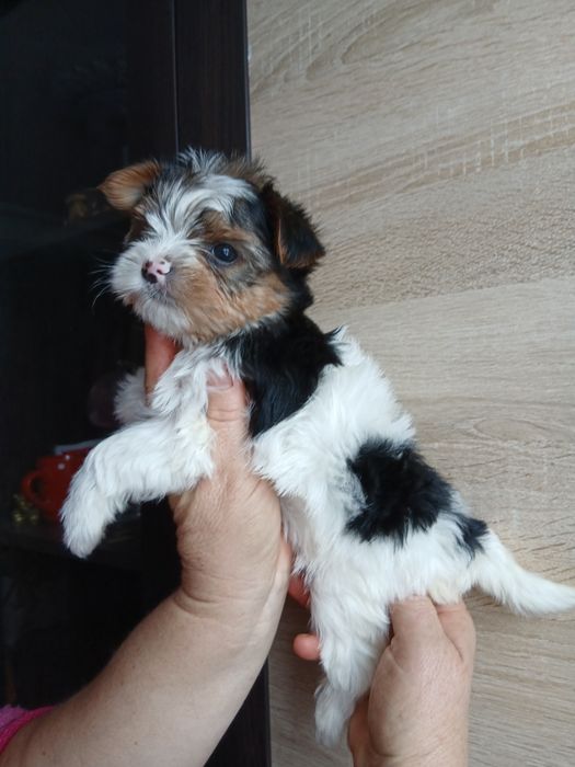 Дівчатка бівер-йорк