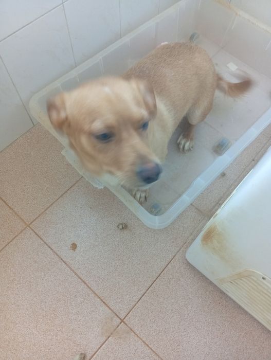 Adoção de animais