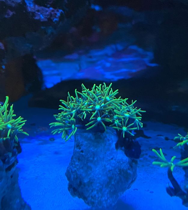 Vários corais. Euphilia, zoanthus, pavona, Seriatopora, e outros.