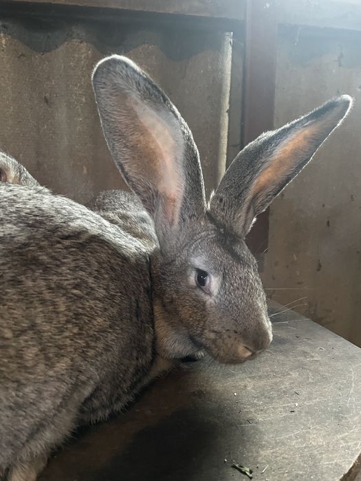 Кролиці Шиншили, вік 5 місяців