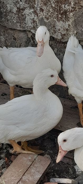 Patos Pequim Jovens