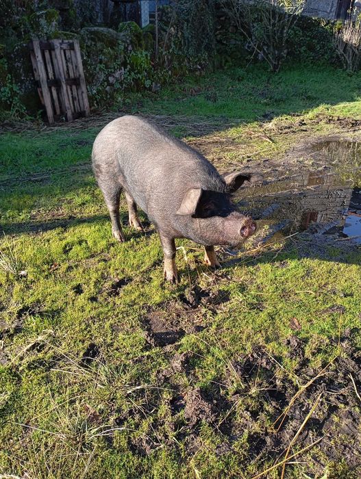 Porca para venda