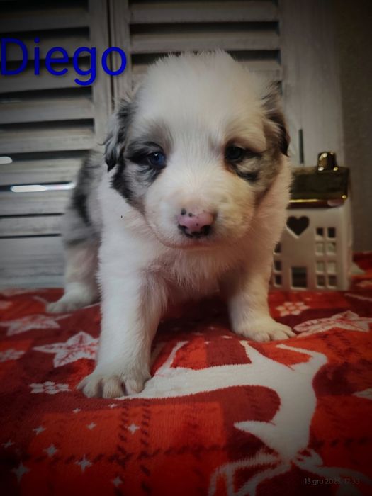 Border collie piesek Blue merle przebadani rodzice