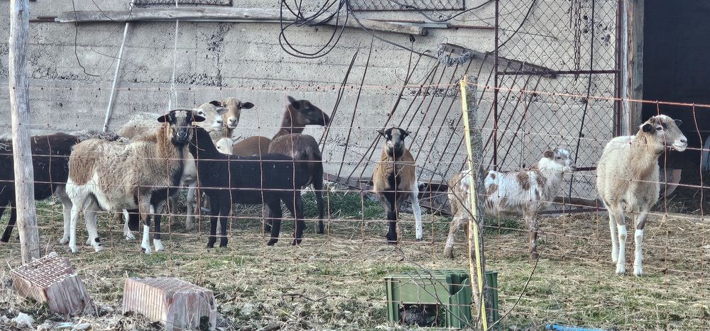 Sprzedam barany owce