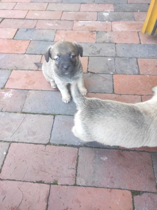 Szczeniaczki kundelka