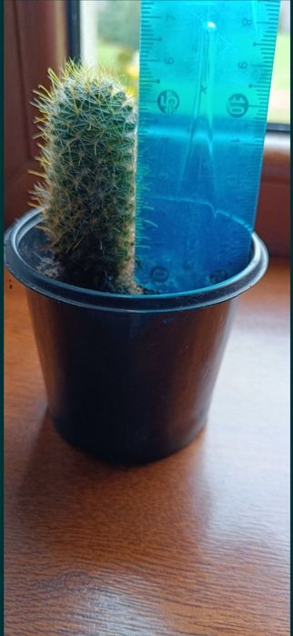 ялівець скельний blue arrow , кактус