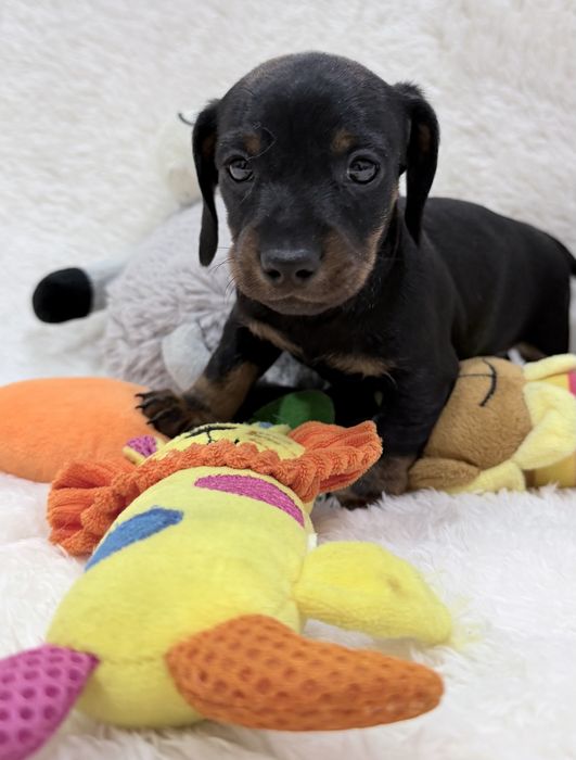 Teckel excelente menino com Lop