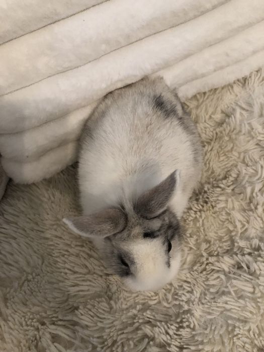 Królik miniaturka karzełek