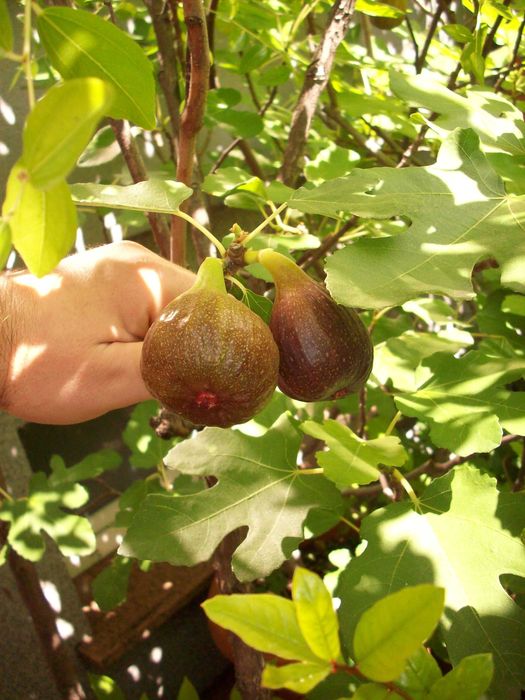 Drzewka figowe z owocami, Ficus carica