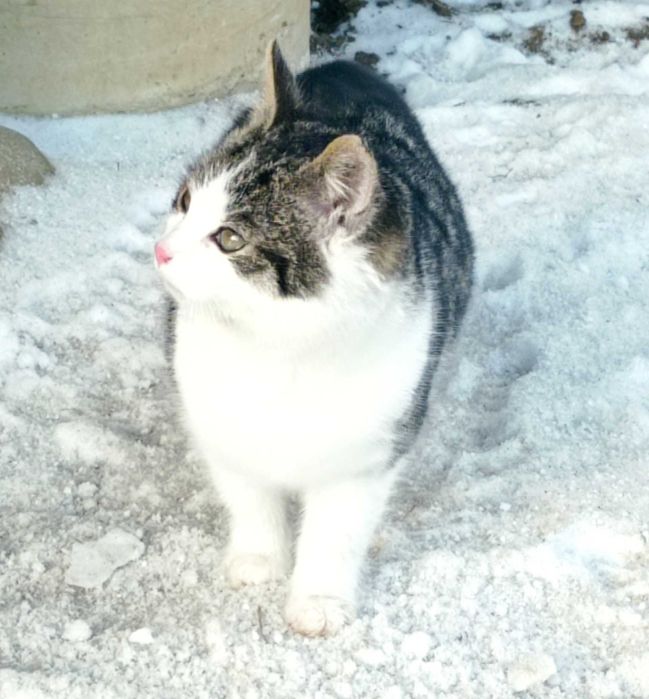 Oddam kotki w dobre ręce