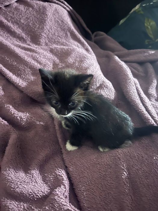 Котята в добрі руки