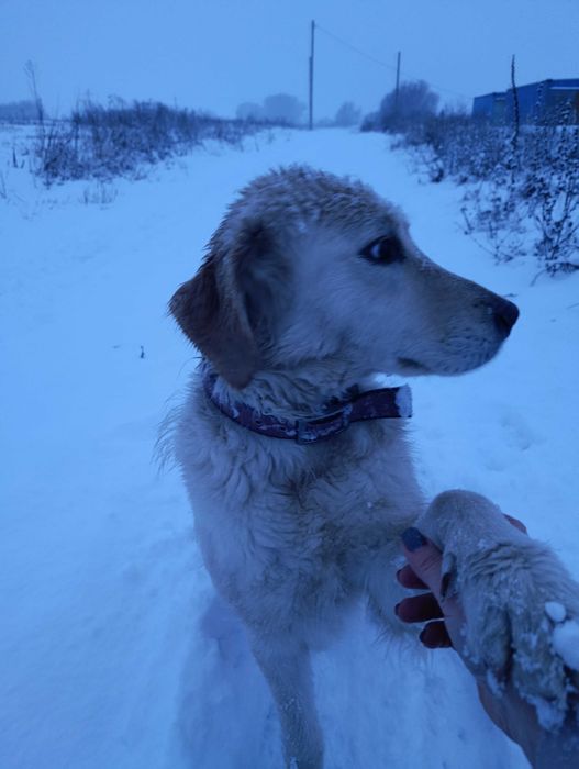 Голден хлопчаки  з доками