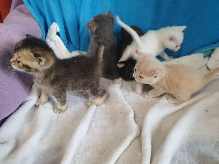 Котята шотланцы, все коты