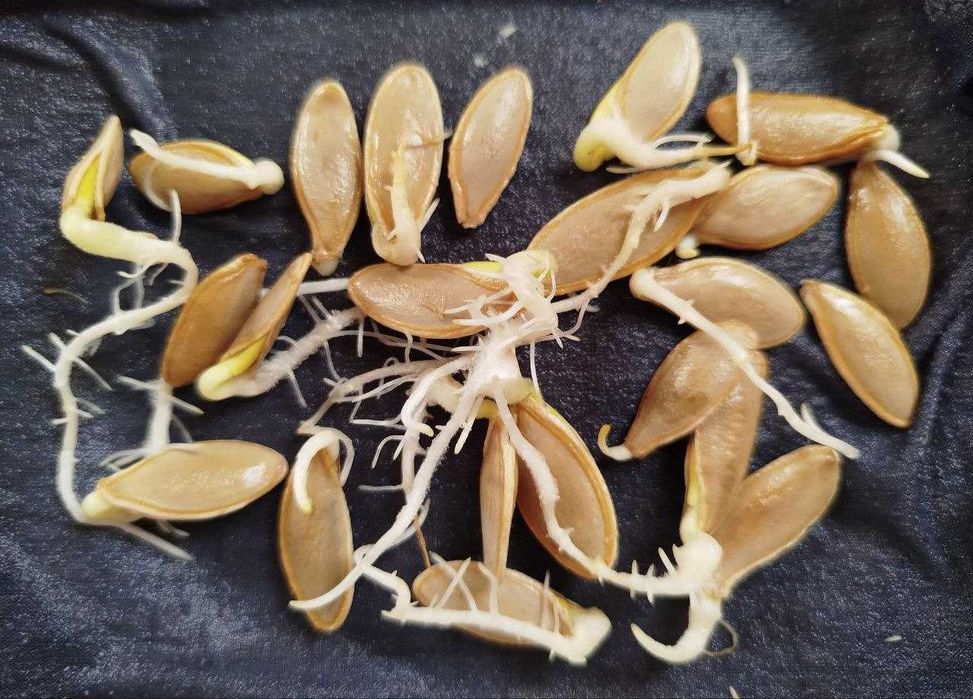 Гарбузове насіння Турка