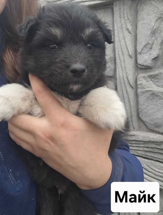 аляскінський маламут