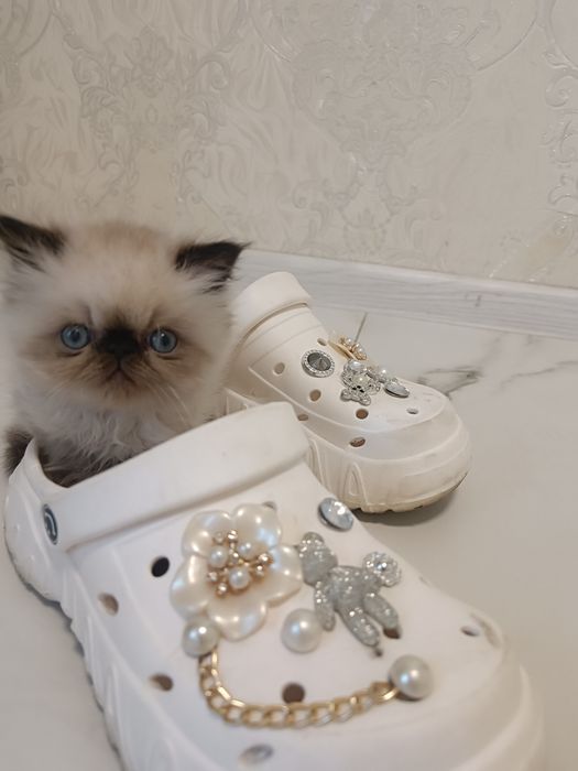Милейшие котята Персы