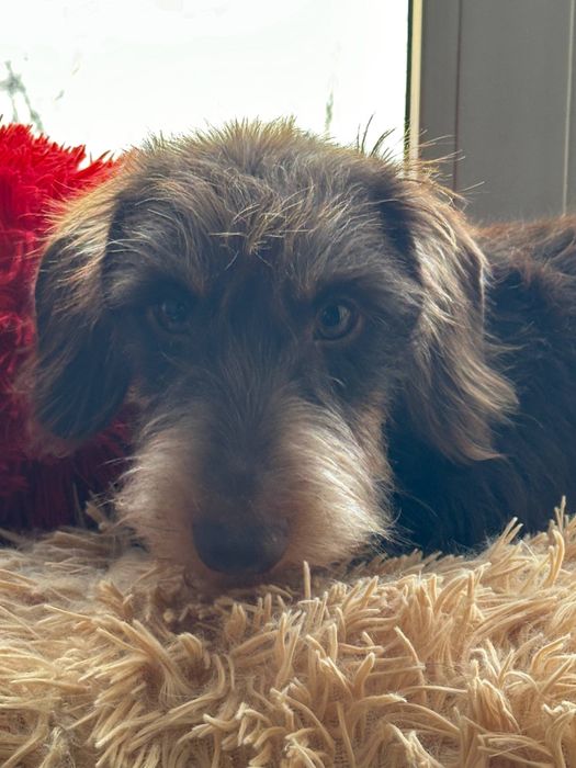 Кроляча жосткошерстна такса / жесткошерстная кроличья такса / кролик