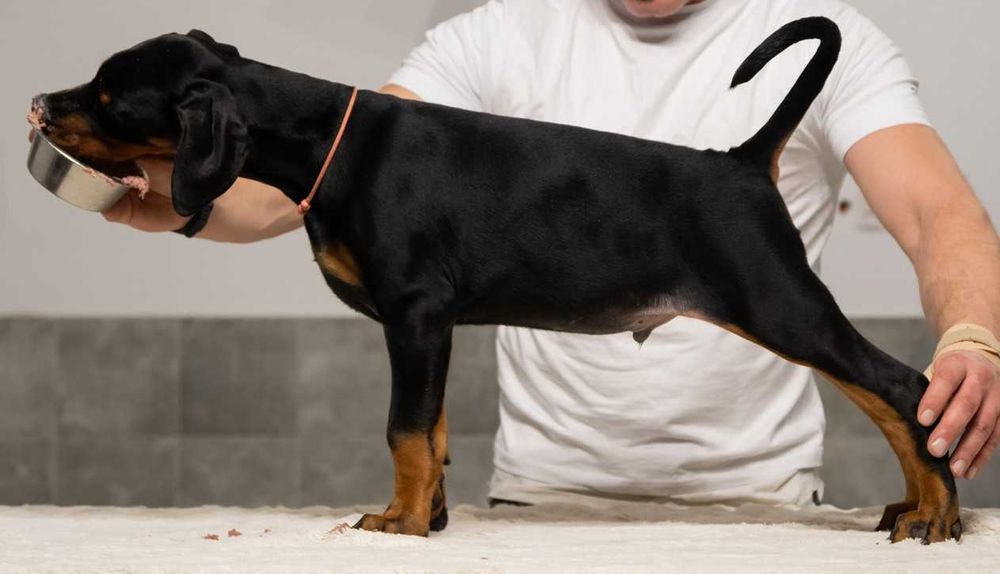 Doberman FCI szczenię, samiec bardzo mocnej budowy