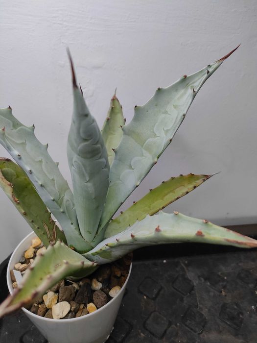 Agawa cerulata, agave