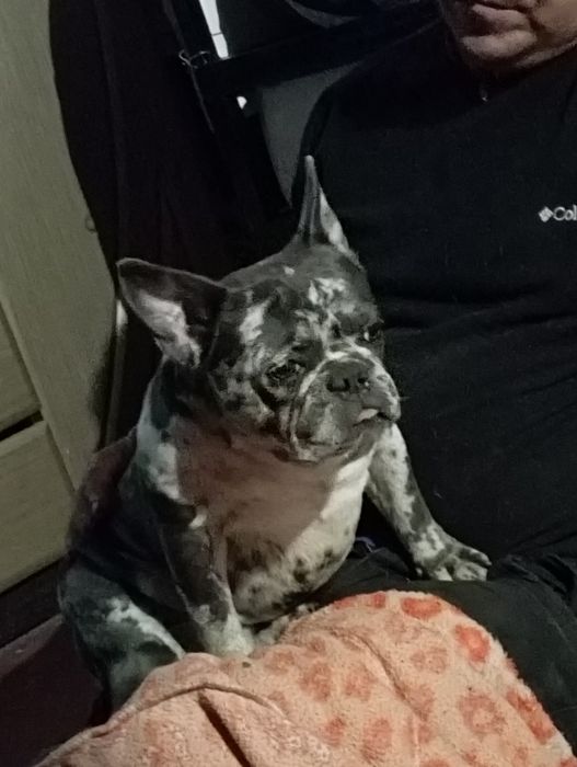 Французский бульдог для вязки