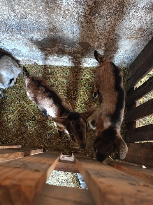 Кози,козеня.Даром.