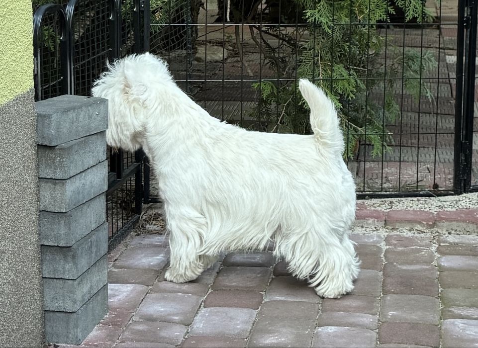 West Highland White Terrier