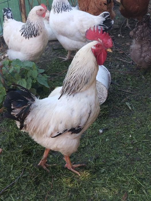 Zamienię koguta Sussex