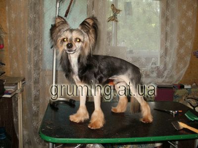 Стрижка собак и котов по приемлемым ценам. Днепропетровск.
