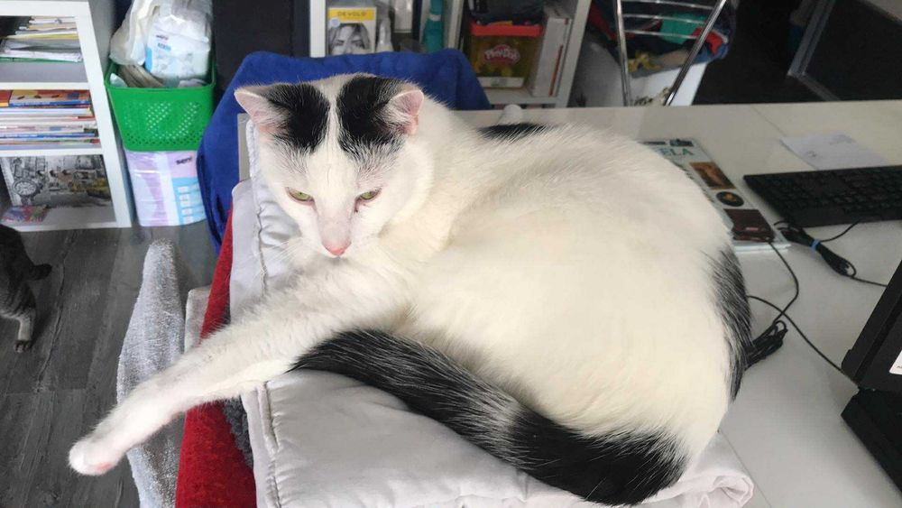 Uroczy Mango szuka super domku