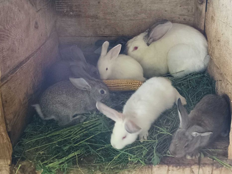 Продам кроличку з кроленятами