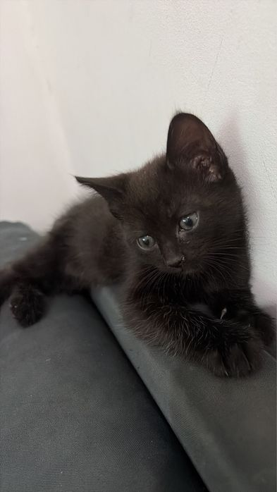 Gato para adoção