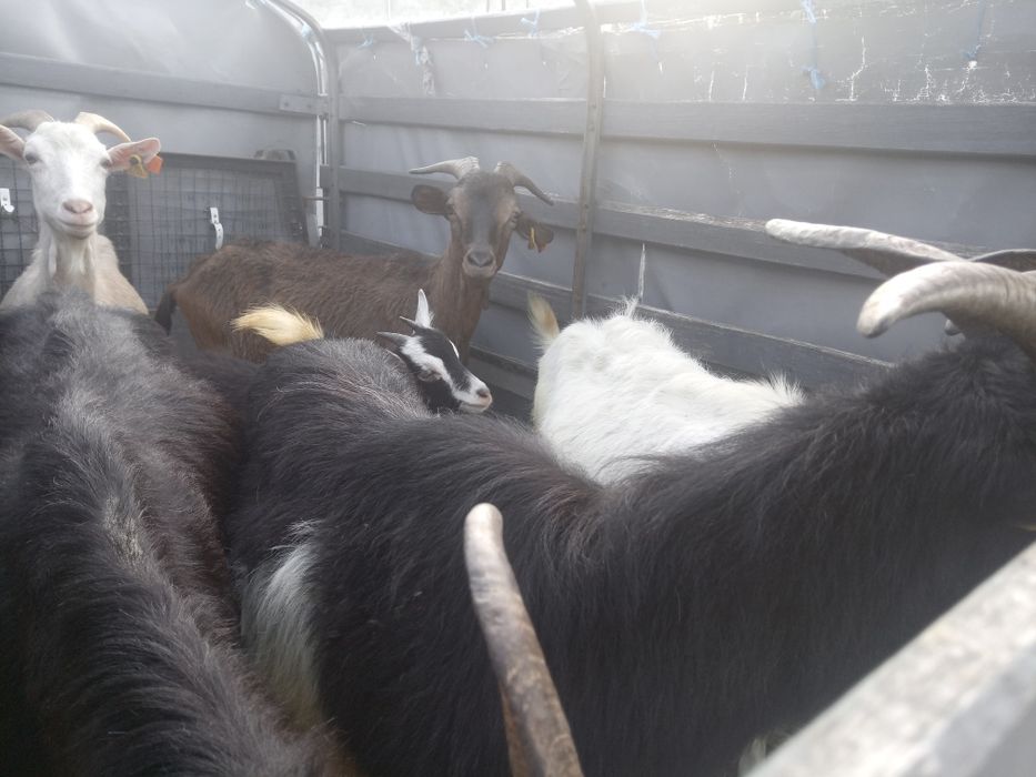 Cabras novas penhas