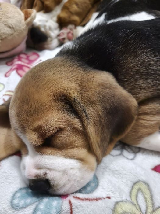 Бігль, цуценята біглята з документами ККУ