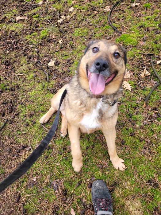 Dolar mlody,energiczny pies do adopcji