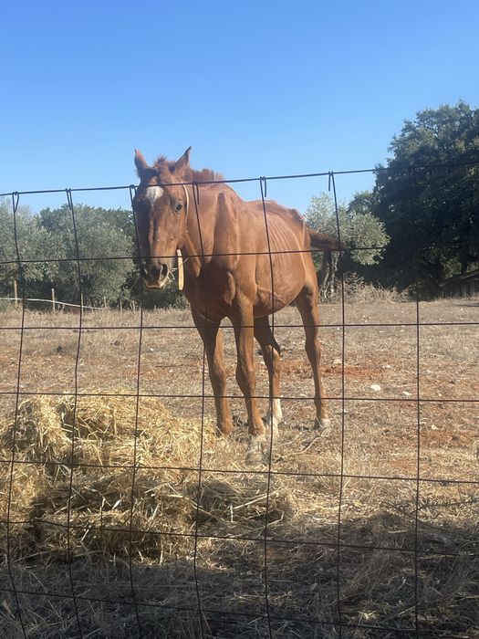 Vendo cavalo inteiro manso