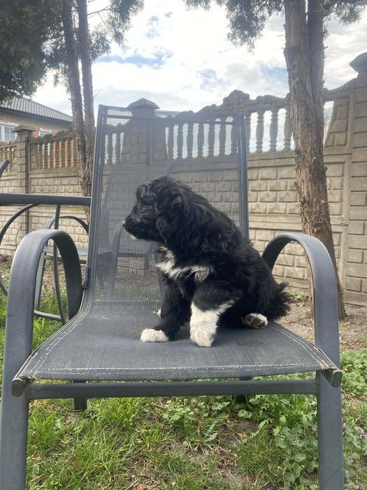 Border collie szceniak