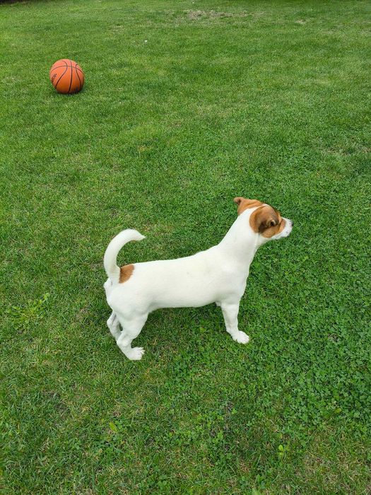 Jack Russell Terrier Suczka
