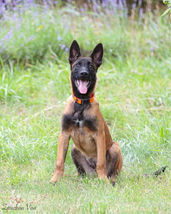 Малінуа -бельгійська вівчарка, цуценя,хлопчик,