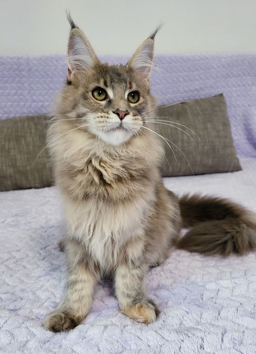 Niebieska szylkretka Maine Coon hodowla FPL