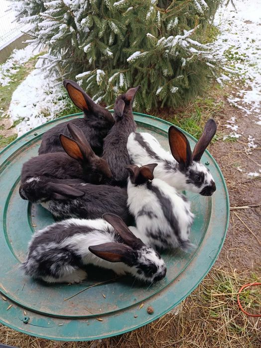 Witam, mam do sprzedania młode króliki 30 zł sztuka
