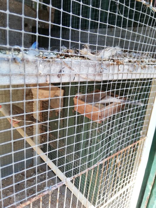 Vendo rolas diamante