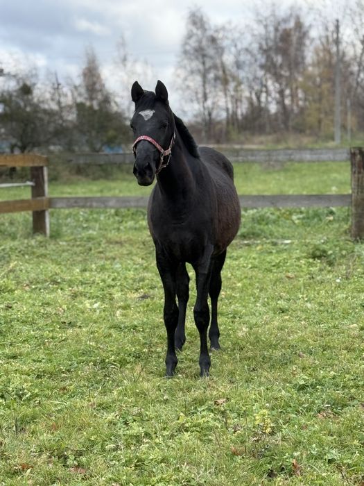 Ogier małopolski pilna srzedaż