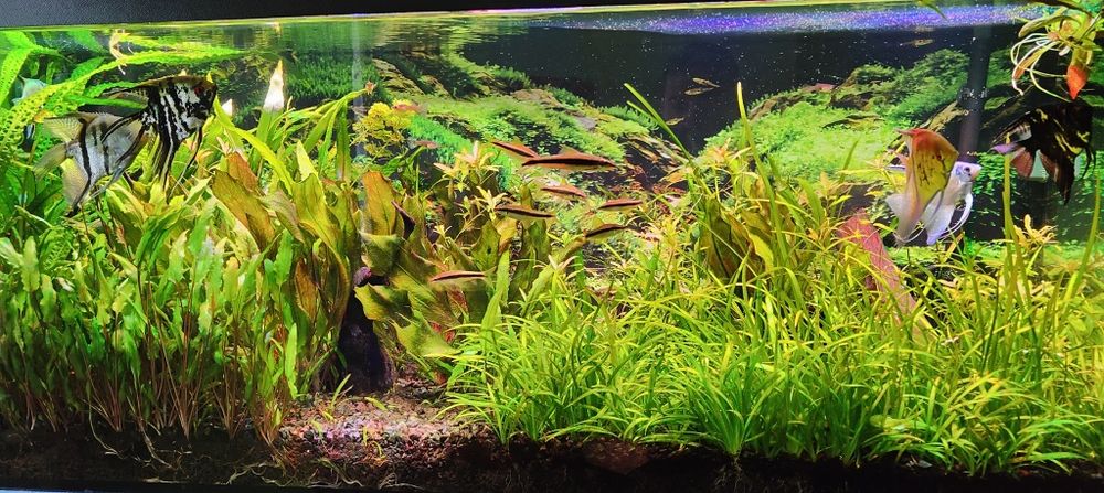 Akwarium 240l -120x40x50 plus cała reszta.