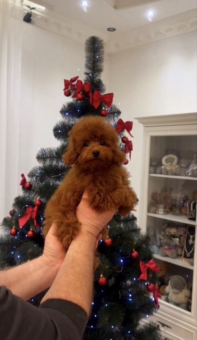 Дівчинка дрібний той пудель бебі фейс Китай ред браун