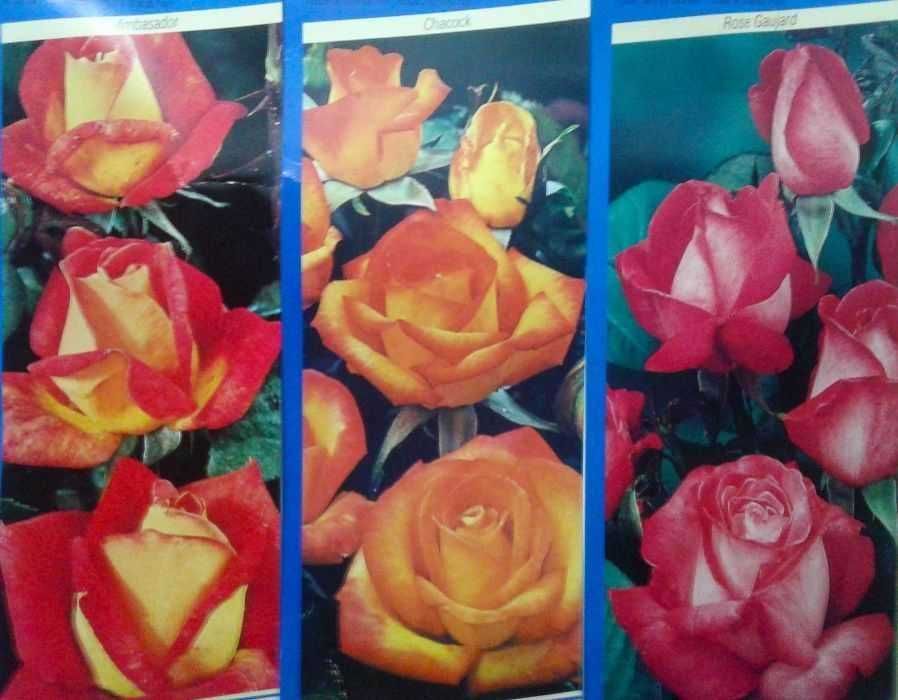 Roseiras raras . várias cores para plantar