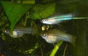 GB Mieczyk Zielony / Jabłkowy