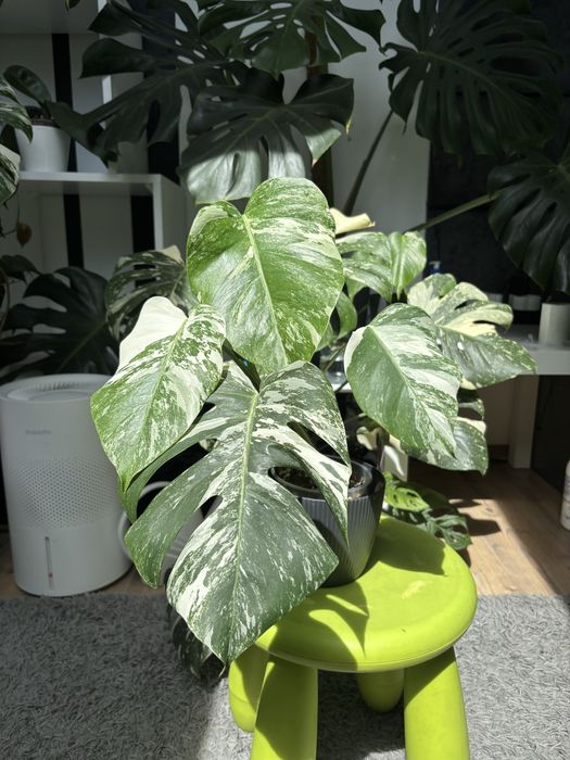 Monstera deliciosa variegata