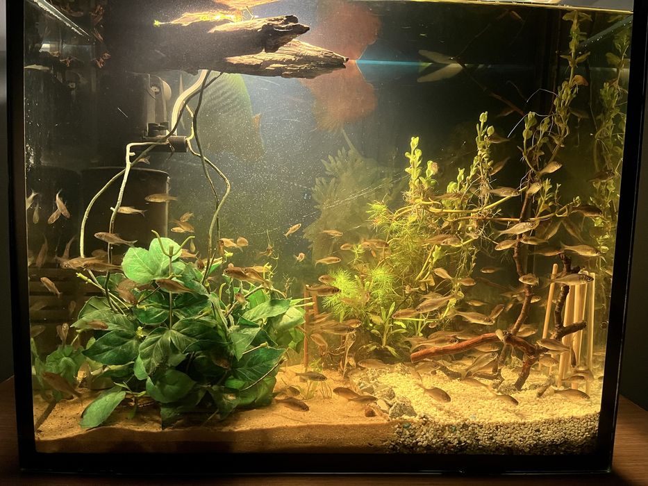 Komplet Piekne ryby rybki stadko 30 szt  ! ew zamienie na akwarium