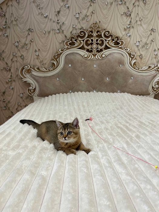 Чистокровні шотландські кошенята золота шиншила. Золота шиншила